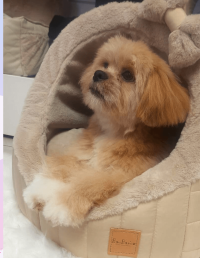 Miss & Mister Bau