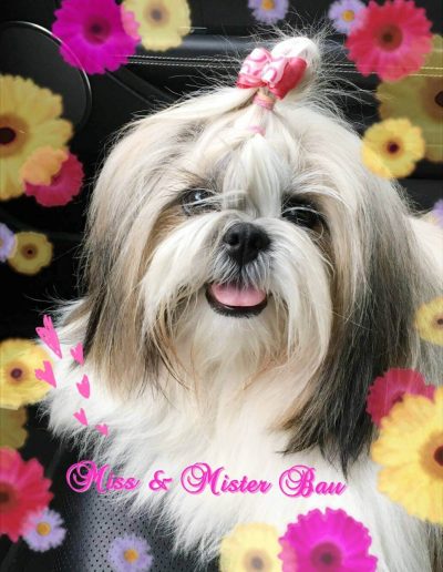 Miss & Mister Bau