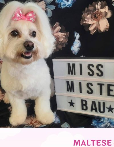 Miss & Mister Bau