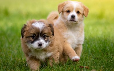 Toelettatura Specializzata In Cuccioli
