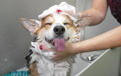 Bagno Terapeutico