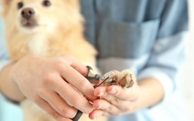 Manicure per Animali